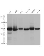 P53 Monoclonal antibody proteintech 60283-2-Ig