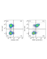 Anti-Human CD28 (CD28.2) proteintech 65099-1-Ig