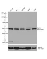 FLAD1 Monoclonal antibody proteintech 68491-1-Ig