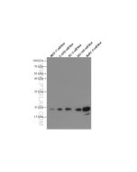 Betacellulin Monoclonal antibody proteintech 66683-1-Ig