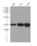 Ferritin heavy chain Monoclonal antibody proteintech 60875-5-Ig