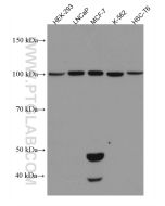 WWP2 Monoclonal antibody proteintech 67274-1-Ig
