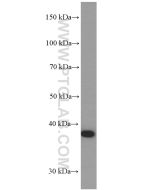 p38 MAPK Monoclonal antibody proteintech 66234-1-Ig