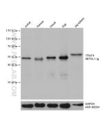 TRAF4 Monoclonal antibody proteintech 66755-1-Ig