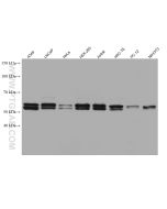 AKT Monoclonal antibody proteintech 60203-2-Ig
