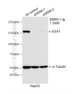 EEA1 Monoclonal antibody proteintech 68065-1-Ig