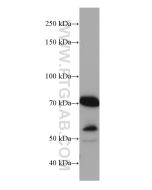 MAVS; VISA Monoclonal antibody proteintech 66911-1-Ig