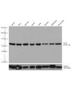 CCT4 Monoclonal antibody proteintech 67455-1-Ig