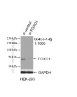 FOXO1 Monoclonal antibody proteintech 66457-1-Ig