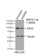 EZH2 Monoclonal antibody proteintech 66476-1-Ig