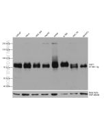 HSF1 Monoclonal antibody proteintech 67189-1-Ig
