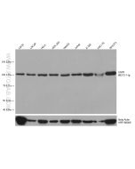 USP5 Monoclonal antibody proteintech 66213-1-Ig