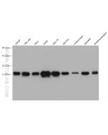 Histone H3 Monoclonal antibody proteintech 68345-1-Ig