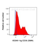Anti-Human CD36 (SMΦ) proteintech 65248-1-Ig