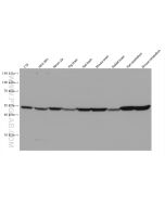 ARC Monoclonal antibody proteintech 66550-1-Ig