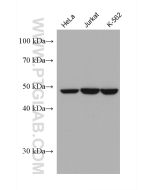 PPARD Monoclonal antibody proteintech 60193-1-Ig