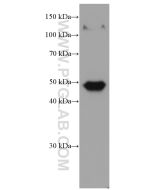 Biglycan Monoclonal antibody proteintech 67275-1-Ig