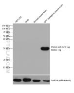 GFP tag Monoclonal antibody proteintech 66002-1-Ig