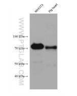 BAG3 Monoclonal antibody proteintech 68076-1-Ig