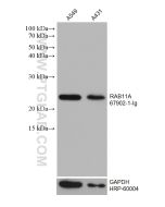RAB11A Monoclonal antibody proteintech 67902-1-Ig