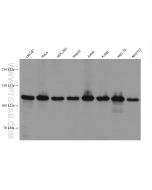CAPRIN1 Monoclonal antibody proteintech 66352-1-Ig