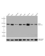 STAT1 Monoclonal antibody proteintech 66545-1-Ig