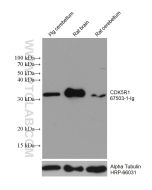 CDK5R1 Monoclonal antibody proteintech 67503-1-Ig