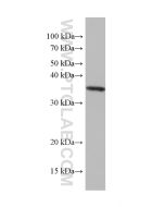 IL-33 Monoclonal antibody proteintech 66235-1-Ig