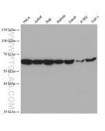 CXCR4 Monoclonal antibody proteintech 60042-1-Ig