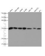 ERP29 Monoclonal antibody proteintech 67675-1-Ig