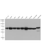 DLAT Monoclonal antibody proteintech 68303-1-Ig
