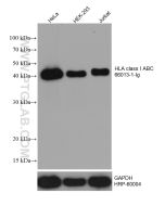 HLA class I ABC Monoclonal antibody proteintech 66013-1-Ig