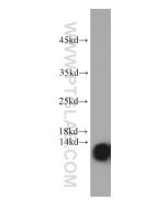 NDUFA4L2 Monoclonal antibody proteintech 66050-1-Ig