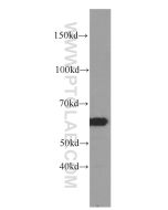 CCT3 Monoclonal antibody proteintech 60264-1-Ig