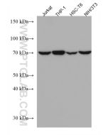 ATG7 Monoclonal antibody proteintech 67341-1-Ig