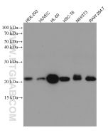 RAC1 Monoclonal antibody proteintech 66122-1-Ig