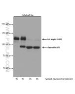 PARP1 Monoclonal antibody proteintech 66520-1-Ig