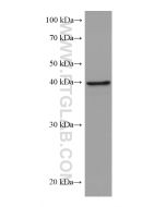 ALKBH5 Monoclonal antibody proteintech 67811-1-Ig