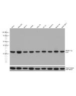 HuR/ELAVL1 Monoclonal antibody proteintech 66549-1-Ig