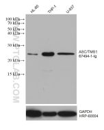 ASC/TMS1 Monoclonal antibody proteintech 67494-1-Ig