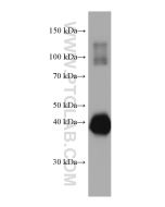 Ovalbumin Monoclonal antibody proteintech 67614-1-Ig