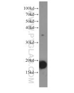 IL-9 Monoclonal antibody proteintech 66144-1-Ig