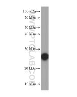 RND3 Monoclonal antibody proteintech 66228-1-Ig