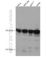 EIF4G1 Monoclonal antibody proteintech 67199-1-Ig