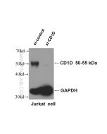 CD1d Monoclonal antibody proteintech 66257-1-Ig