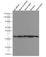 Syntaxin 6 Monoclonal antibody proteintech 60059-1-Ig