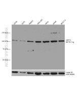 USP13 Monoclonal antibody proteintech 66176-1-Ig