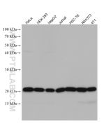 RPL17 Monoclonal antibody proteintech 67223-1-Ig