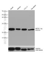 SOCS3 Monoclonal antibody proteintech 66797-1-Ig