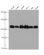 c-Cbl Monoclonal antibody proteintech 66576-1-Ig